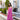 #color_pink