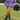 #color_purple
